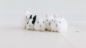 Animal Friendly: 5 Big Reasons to Use Cruelty-Free Products