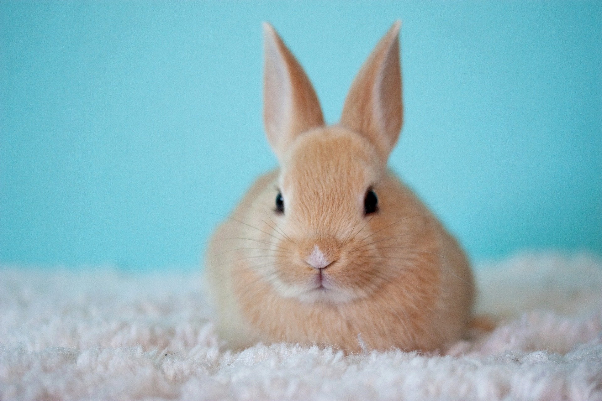 What Does Cruelty-Free Mean in the World of Skincare?